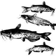 four river fish drawn