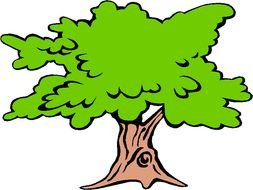 Sycamore Tree drawing