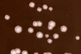 Low Magnification drawing