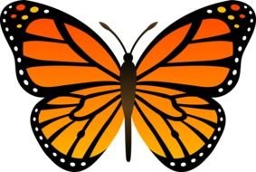 drawn orange butterfly