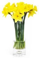 Spring Flower Pictures drawing