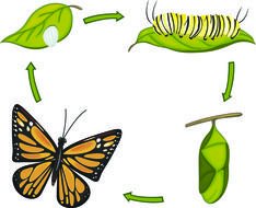 Life Cycle of butterfly, drawing