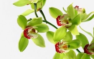 Green Orchid Flowers