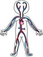 Clip Art of Circulatory System