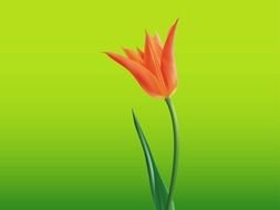 Open Tulip Flower drawing