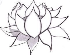 lotus as a black and white graphic image