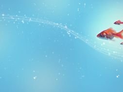 fish on a blue background on a computer screen