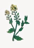 Botanical flower drawing