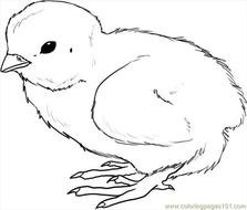 Printable Coloring Page How To Draw A Chick Step 4 Birds &gt