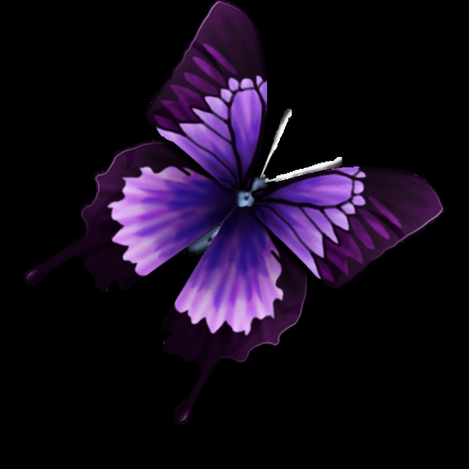 Similar Icons With These Tags Butterfly Animal Other