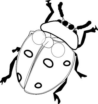Adobe Illustrator Coloring Book Colouring 555pxpng