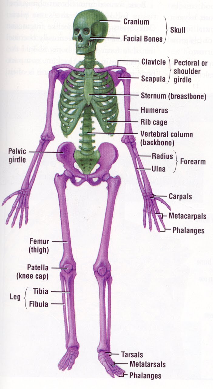 Anatomical clip art of bones used for protection free image download