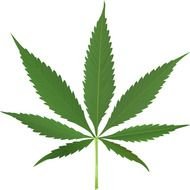 green leaf of marijuana on a transparent background