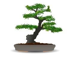 Bonsai By Gnokii Culture Garden Japan