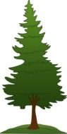 clipart of the Pine Tree