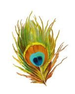 Clip art of peacock's feather