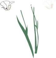 White Long Stem Flower Broke Apart At Clkercom Vector Clip
