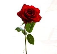 red cute flower drawing