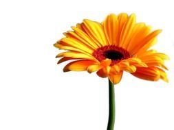Clip Art of orange Gerbera
