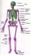 Anatomical clip art of bones used for protection