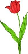 drawn red tulip with green leaves