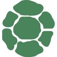 green turtle shell