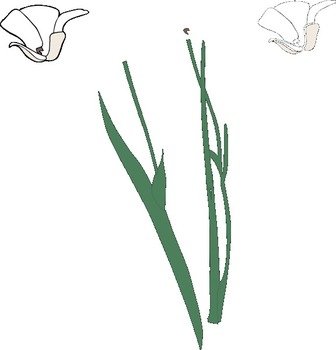 White Long Stem Flower Broke Apart At Clkercom Vector Clip