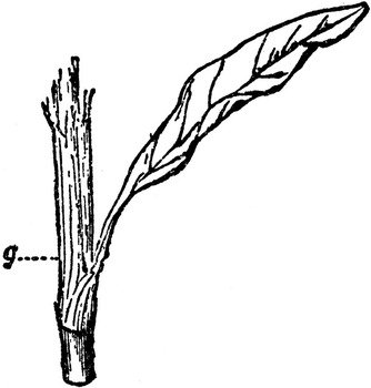 Gray Flower Stem Pictures To Pin On Pinterest