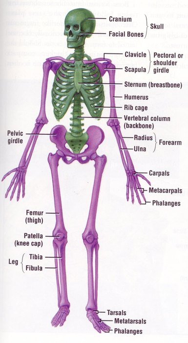 Anatomical clip art of bones used for protection