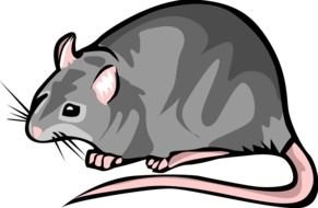 gray rat on a black background