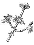 torn branch