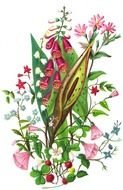 Garden Clip Art drawing
