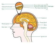 What's in head clipart