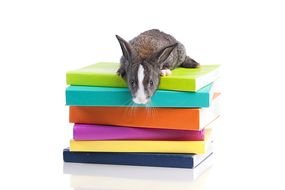 rabbit on the pile of books