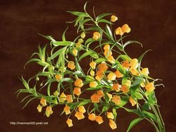 green plant with orange flowers on a brown background