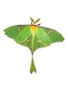 Luna Moth Actias By Borboletaorg