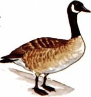 canadian goose on a white background