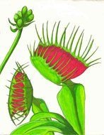 Venus Fly Trap Drawing