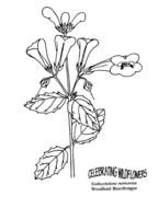 Pond Plants Colouring Pages