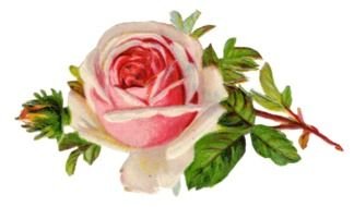 retro image of a pink rose on a branch