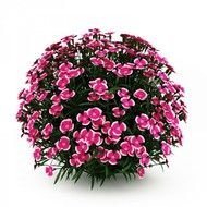 Cgaxis Models Volume 19 Containing 35 Highly Detailed Of Garden