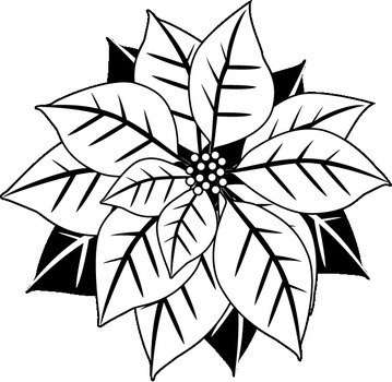 Black and white drawing of the poinsettia clipart