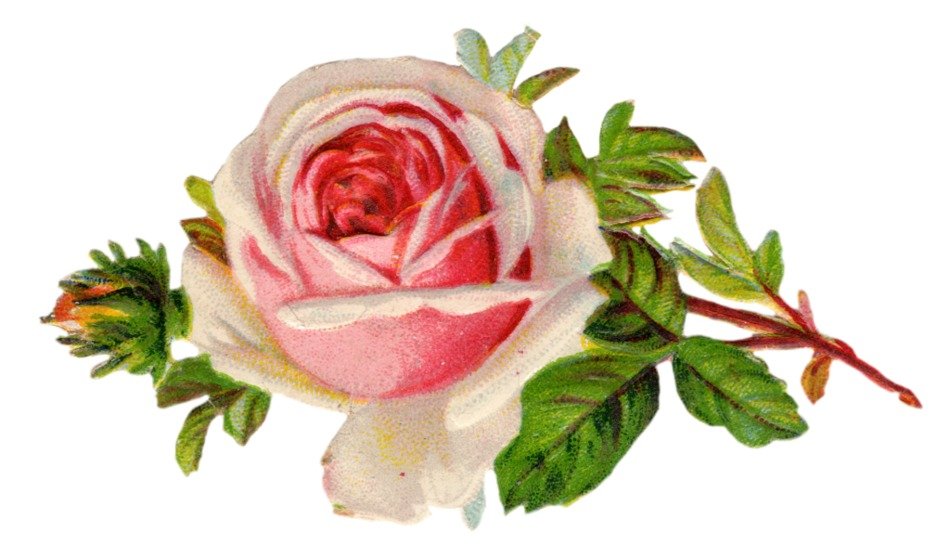 retro image of a pink rose on a branch