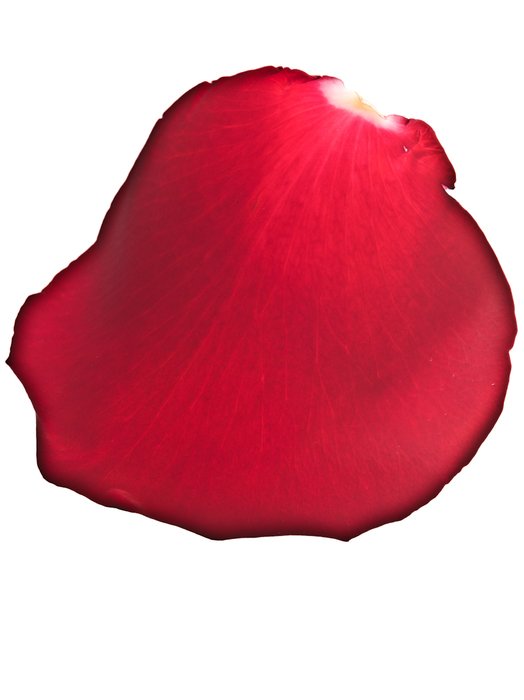 Clipart of red rose leaf