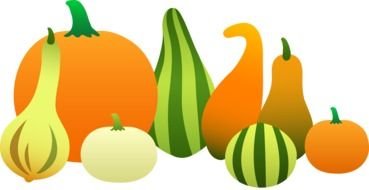 drawings of pumpkins of different shapes and colors