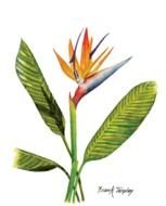 drawing of a paradise flower