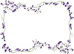 Lavender Border drawing
