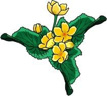 Beauty Yellow Flowers Free Microsoft