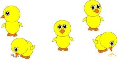 yellow chicks on a white background