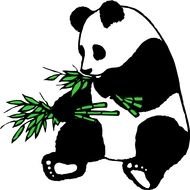 black and white panda eats bamboo